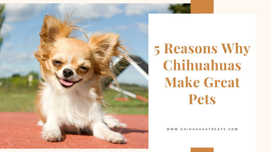 5 Reasons Why Chihuahuas Make Great Pets - Chihuahua Treats